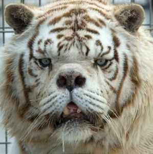 Saved inbred tigers saved by Big Cat Rescue